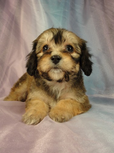 Male Cavahon Puppy for sale #1 Born December 20, 2011